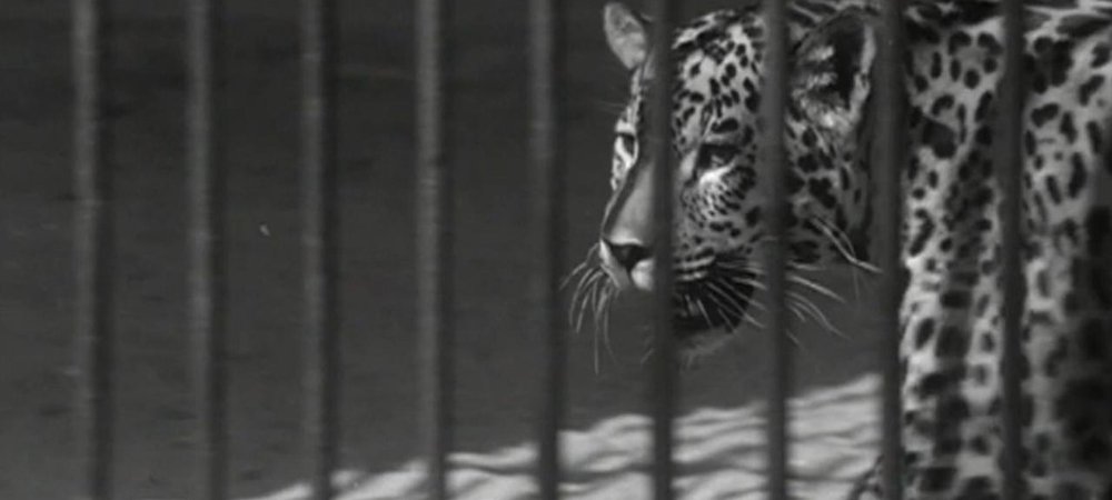 Backdrop of The Zoo