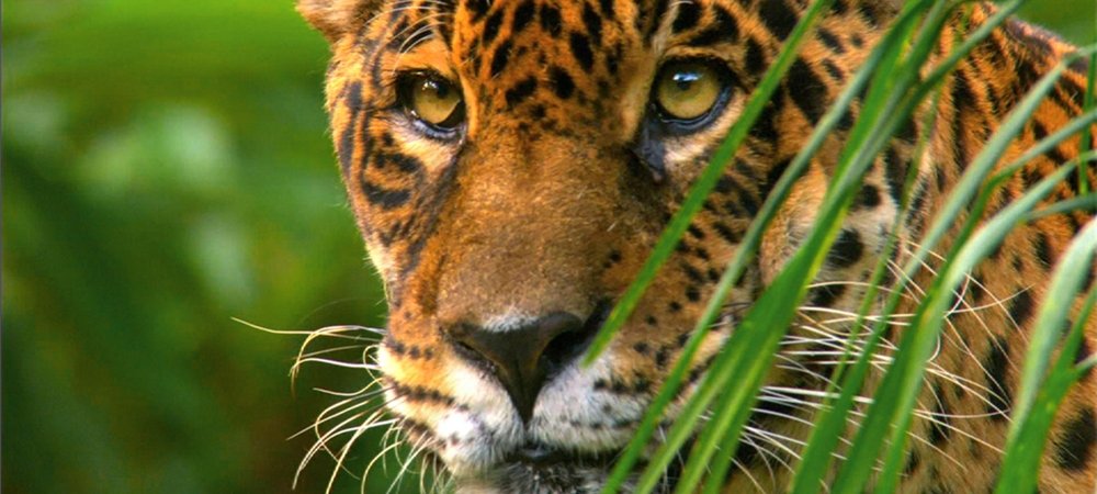 Backdrop of Wild Amazon