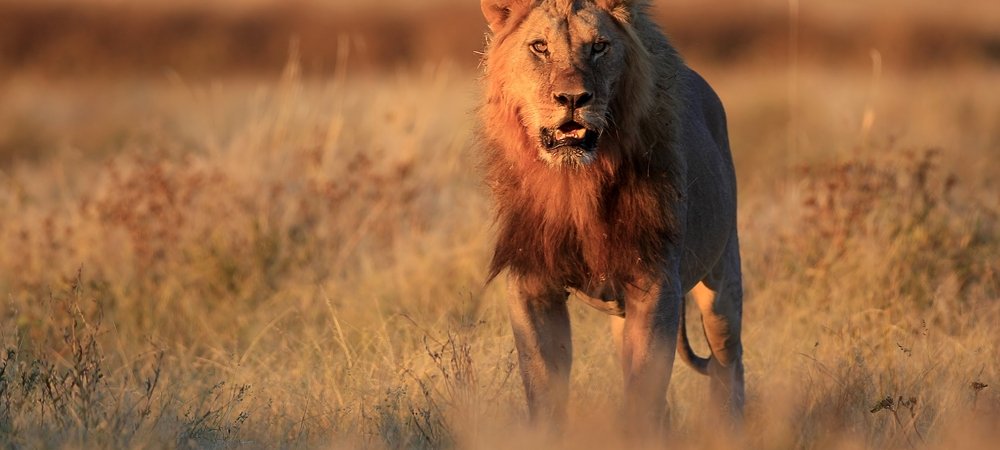 Backdrop of Prey