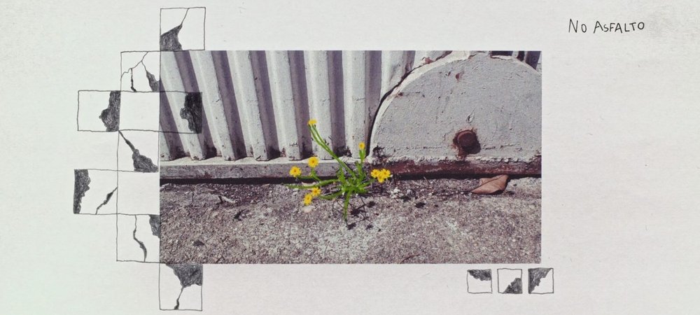Backdrop of Wildflower
