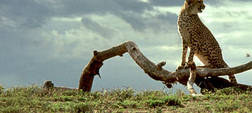 Backdrop of Cheetah