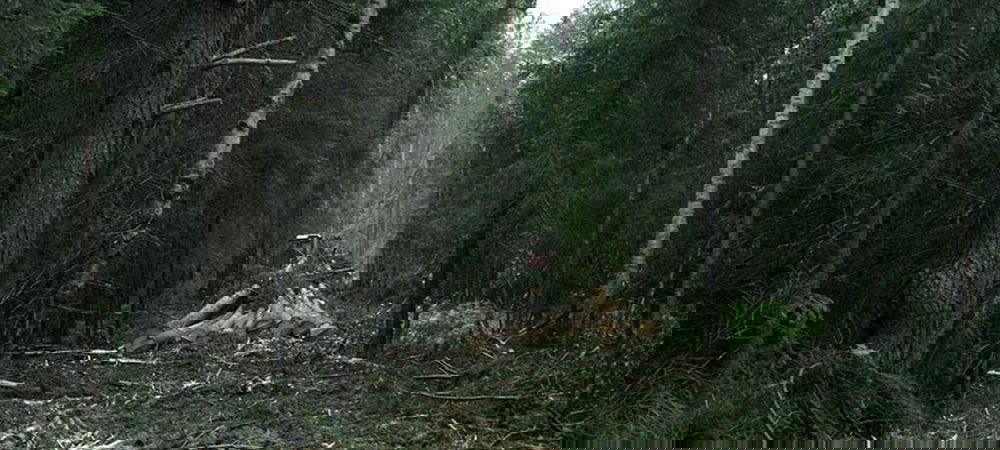 Backdrop of The Forest