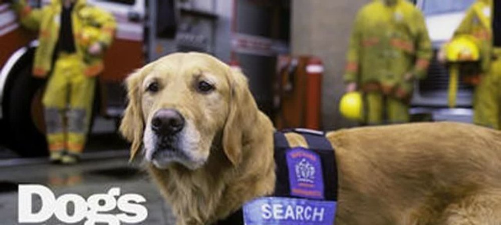 Backdrop of Dogs with Jobs