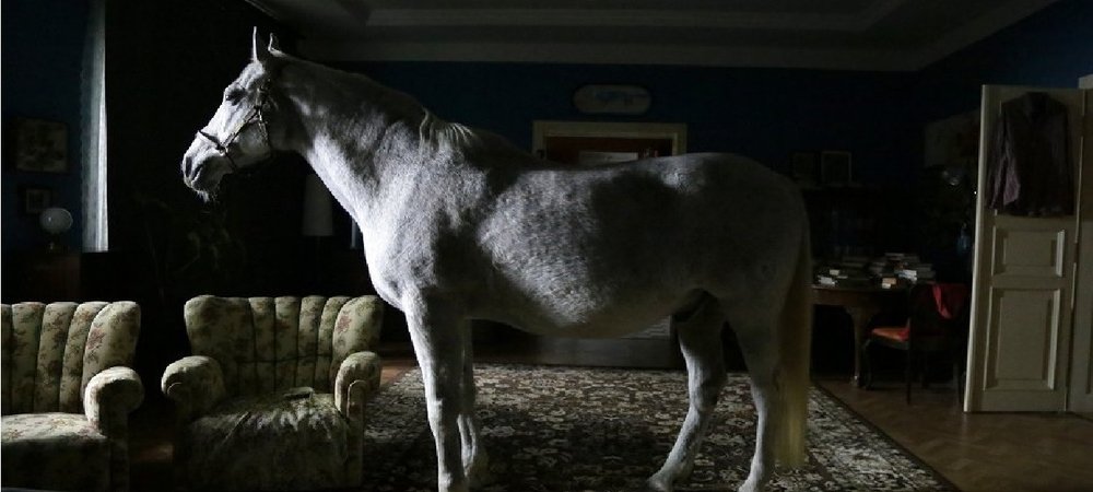 Backdrop of Horse