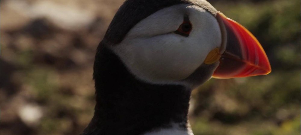 Backdrop of Puffin Patrol