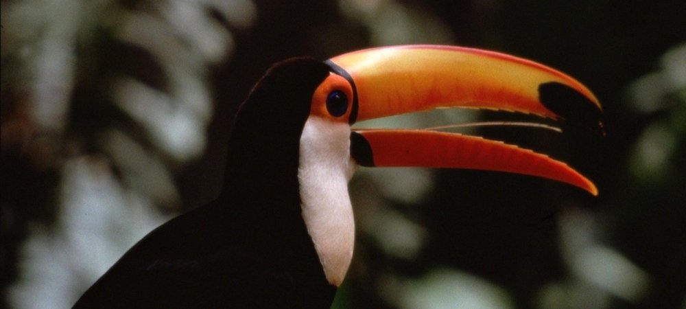 Backdrop of The Life of Birds