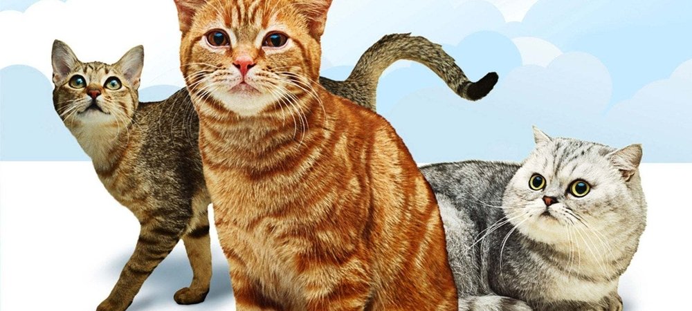 Backdrop of Cats 101