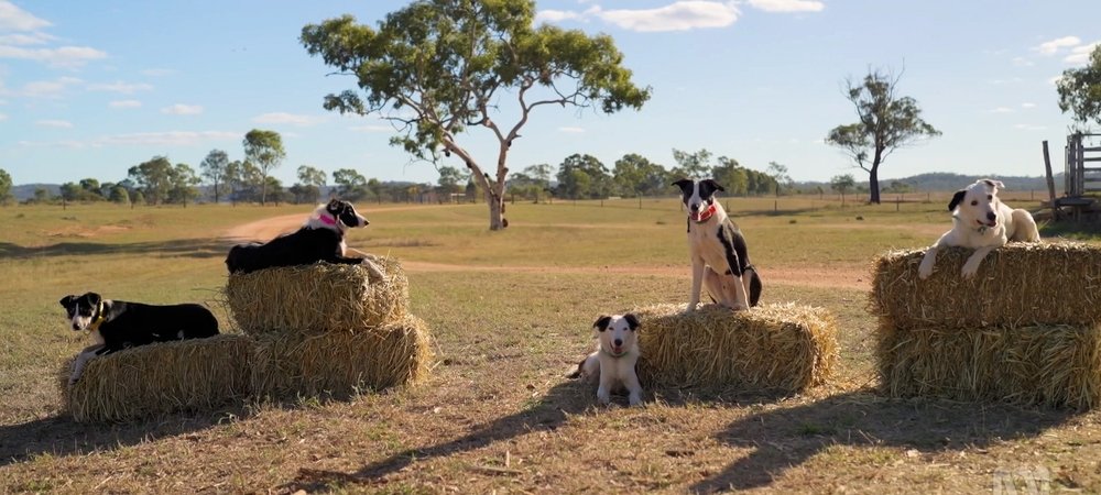 Backdrop of Muster Dogs