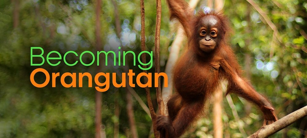 Backdrop of Becoming Orangutan