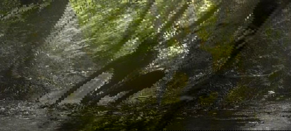 Backdrop of The Book of Vision