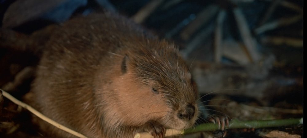 Backdrop of Beavers