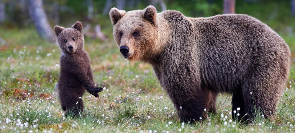 Backdrop of Bear Land