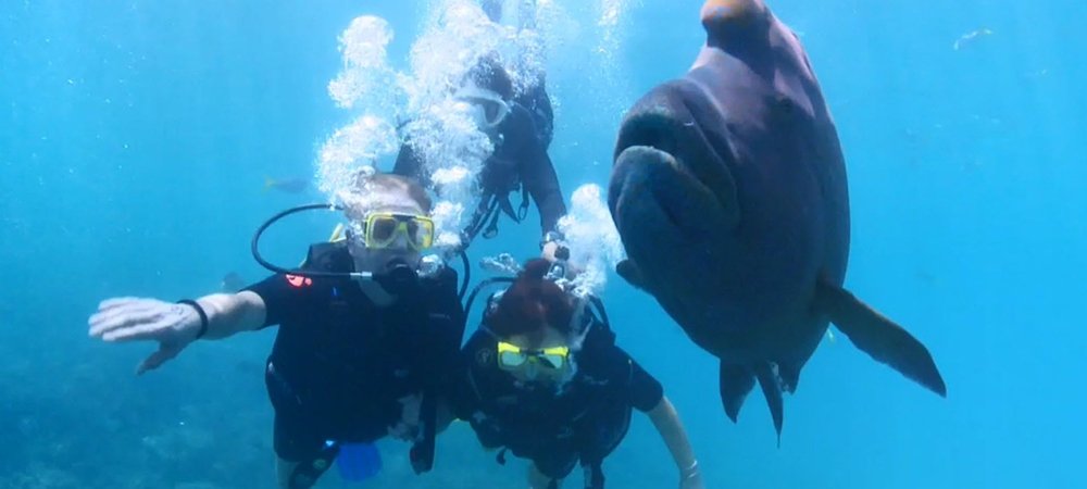 Backdrop of Dive Travel
