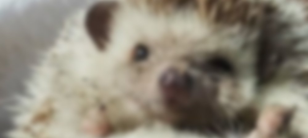 Backdrop of Hedgehog