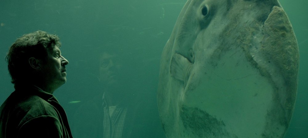 Backdrop of The Sunfish