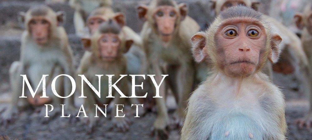 Backdrop of Monkey Planet