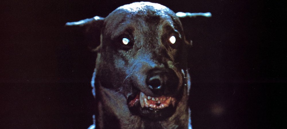 Backdrop of Dracula's Dog