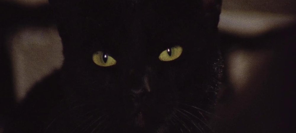 Backdrop of The Black Cat