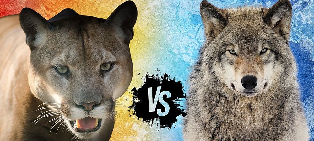 Backdrop of Cougar v. Wolf