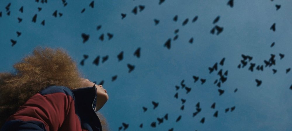 Backdrop of Broken Bird