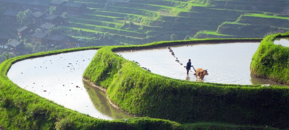 Backdrop of Wild China