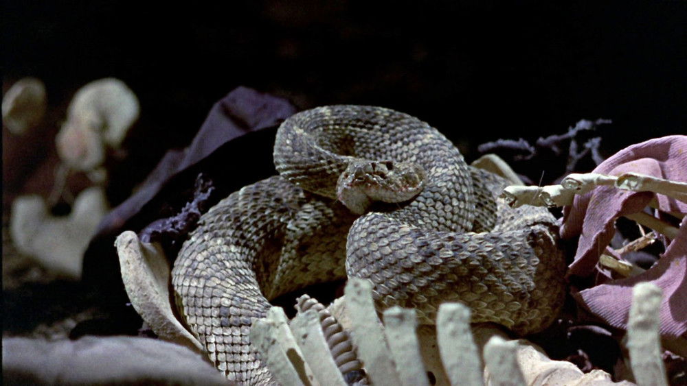 大地惊雷,True Grit(1969电影)