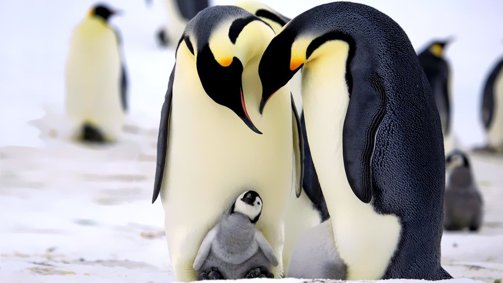 企鹅群里有特务,Penguins: Spy in the Huddle(2013电视剧集)