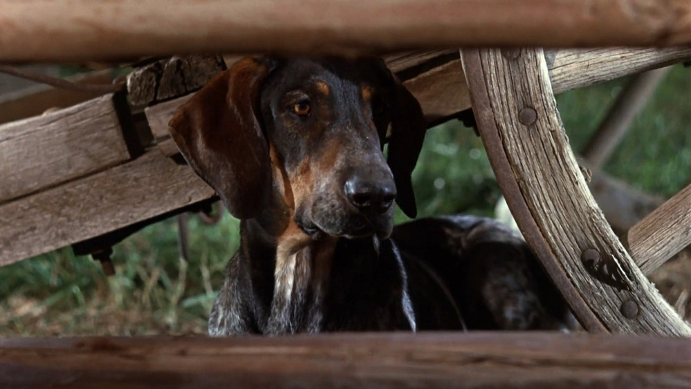 忠狗山姆,Savage Sam(1963电影)