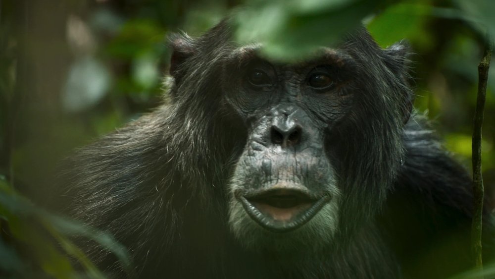 El imperio de los chimpancés