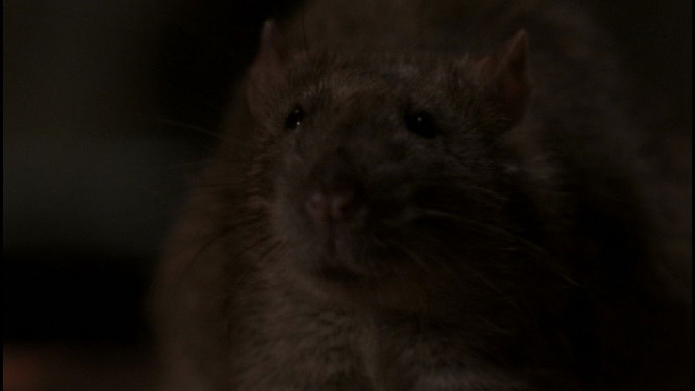 灭鼠大战,The Rats(2002电影)