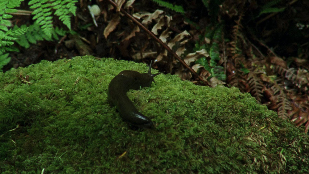 昨日欢愉,Old Joy(2006电影)