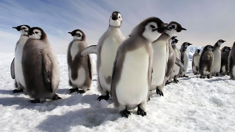 企鹅群里有特务,Penguins: Spy in the Huddle(2013电视剧集)