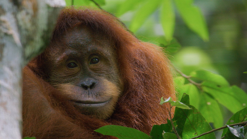 红毛猩猩,Orangutan(2026电影)