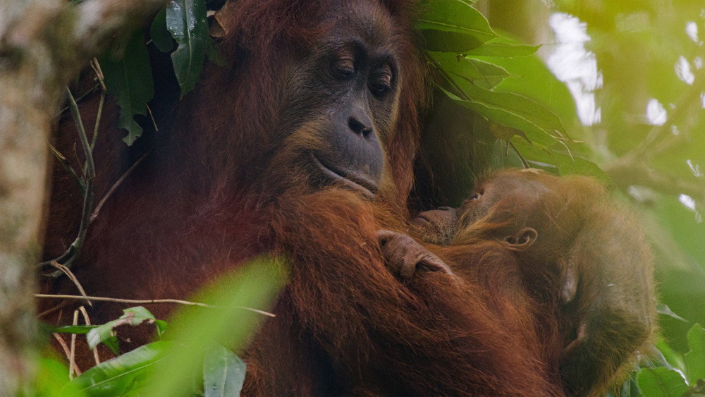 红毛猩猩,Orangutan(2026电影)