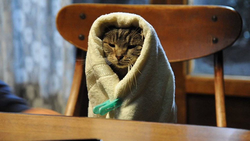 假如猫从世界上消失了,世界から猫が消えたなら(2016电影)