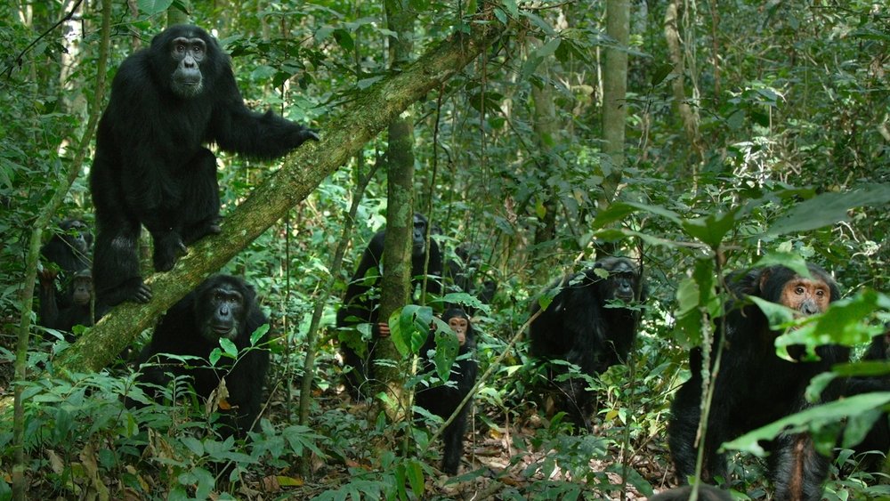 El imperio de los chimpancés