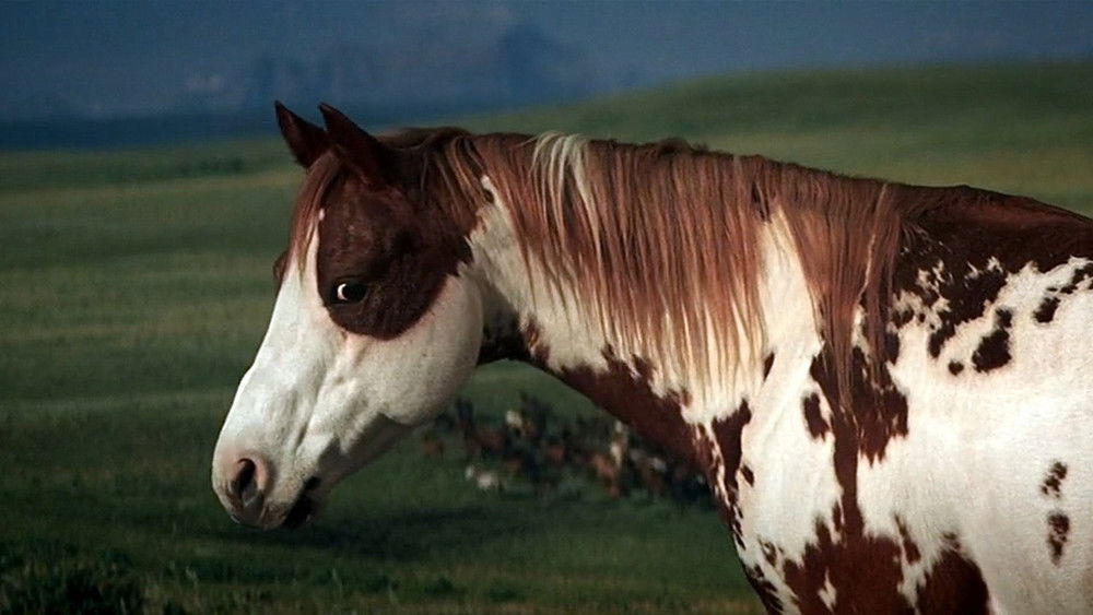 狂沙神驹,Hidalgo(2004电影)