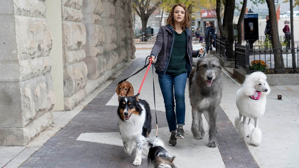 一条狗的使命2,A Dog's Journey(2019电影)