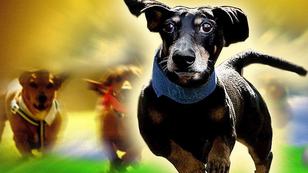 腊肠狗总动员,Wiener Dog Nationals(2013电影)