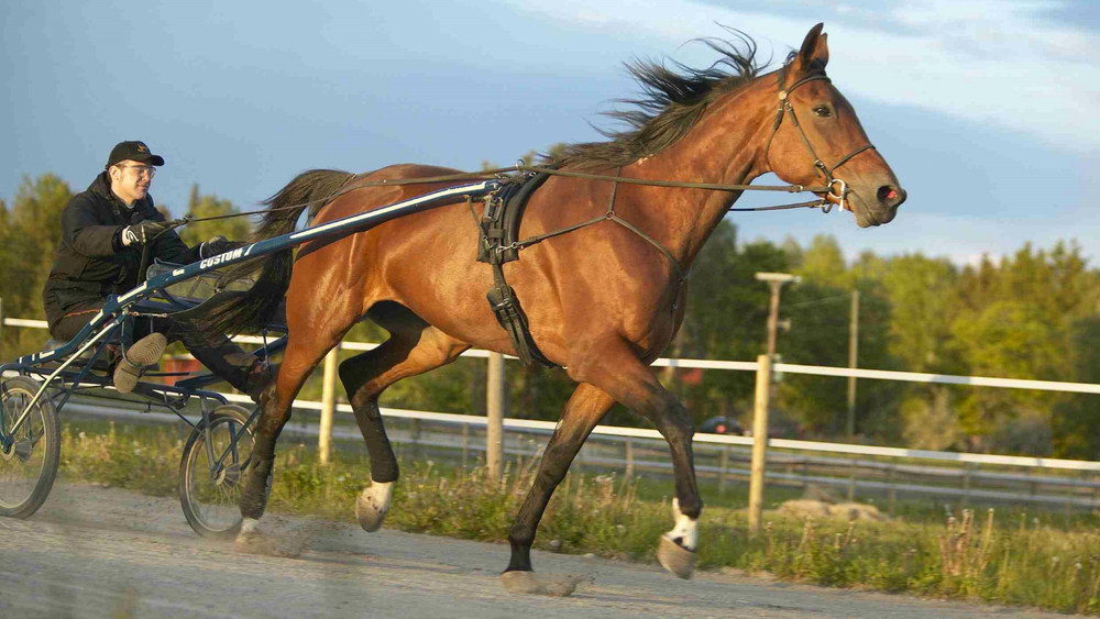 胡闹,Vinnare och förlorare(2005电影)