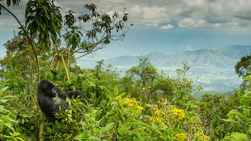 戴安·弗西被杀之谜,Dian Fossey: Secrets in the Mist(2017电视剧集)