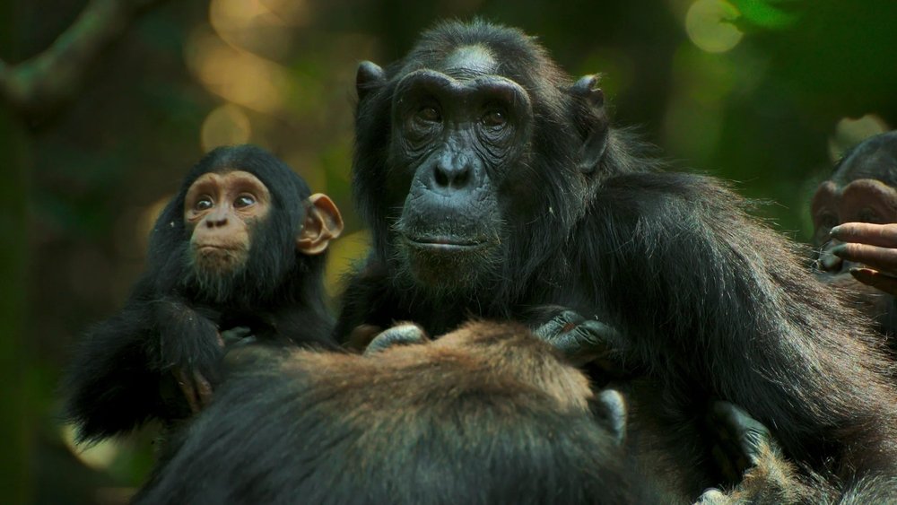El imperio de los chimpancés