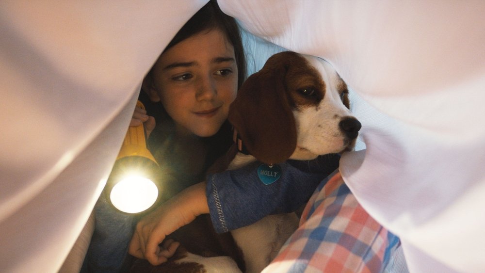 一条狗的使命2,A Dog's Journey(2019电影)
