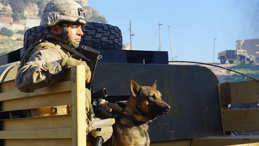 Sergeant Rex - Nicht ohne meinen Hund - Bild: © LD Entertainment Sergeant Rex - Nicht ohne meinen Hund - © LD Entertainment
