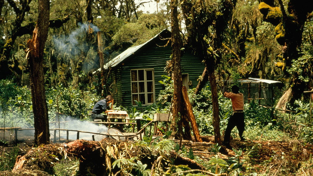戴安·弗西被杀之谜,Dian Fossey: Secrets in the Mist(2017电视剧集)