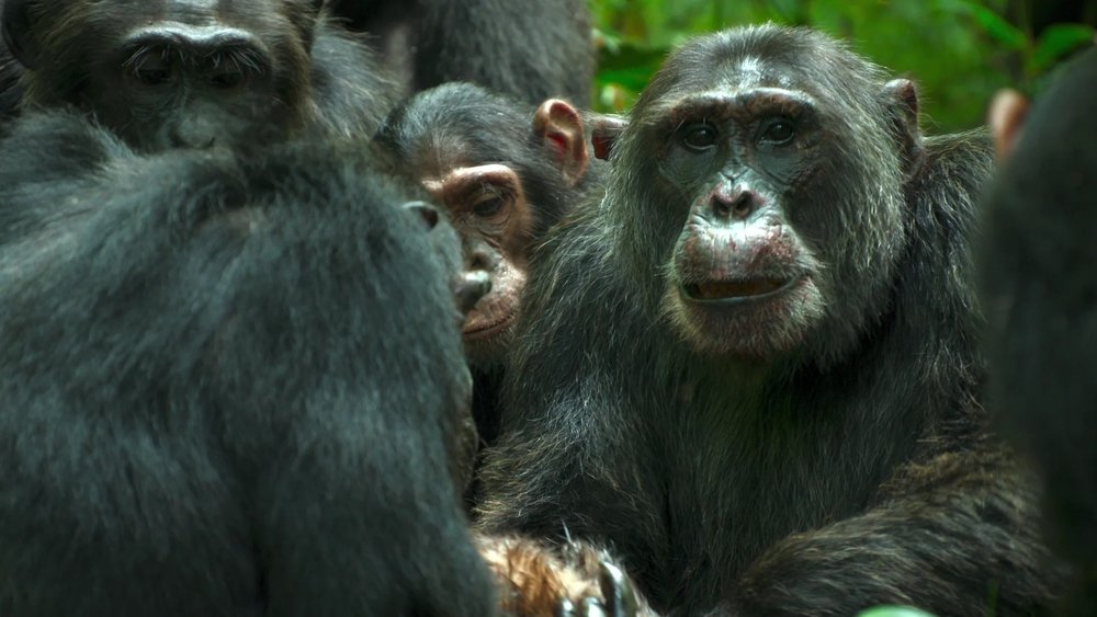 El imperio de los chimpancés