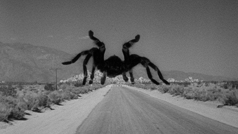 狼蛛,Tarantula(1955电影)