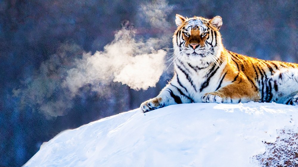 Tigres salvajes de Rusia