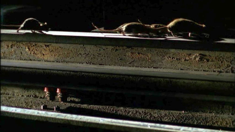 灭鼠大战,The Rats(2002电影)