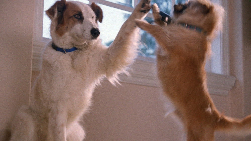 笨贼神狗,Little Heroes(1999电影)